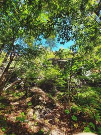 Low angle view of trees in forest against sky