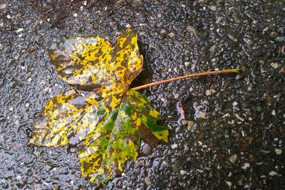 Fallen leaves on ground