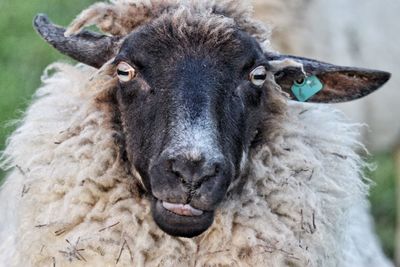 Close-up portrait of a sheep