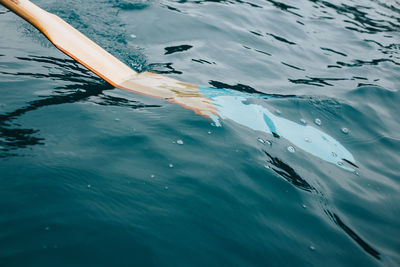 High angle view of fish swimming in sea