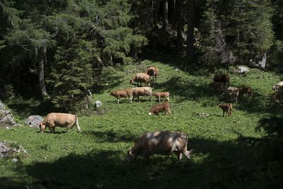 A cow herd on an alpine pasture