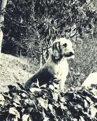 Dog sitting outdoors