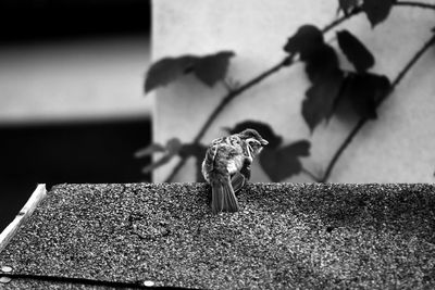 Close-up of lizard on retaining wall