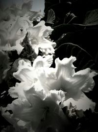 Close-up of flowers
