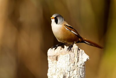 Close-up of bird perching on wooden post