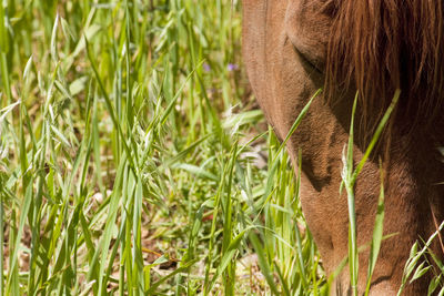 Close-up of a horse on field