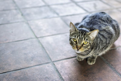 High angle portrait of tabby cat sitting on tiled floor