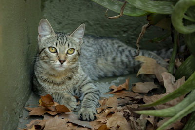 Close-up portrait of a cat