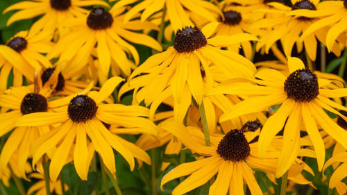 Close-up of yellow coneflowers