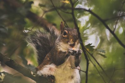 Close-up of squirrel on tree