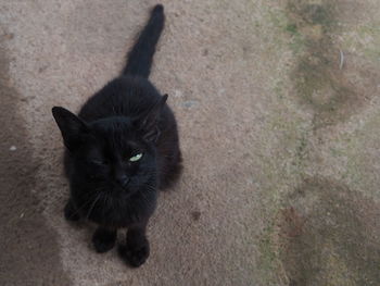 High angle portrait of black cat