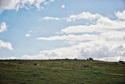 View of cows grazing in field