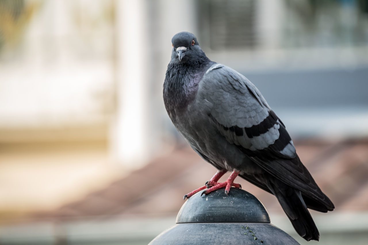 CLOSE-UP OF A BIRD PERCHING ON A BLURRED BACKGROUND