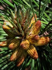 Close-up of fresh green plant