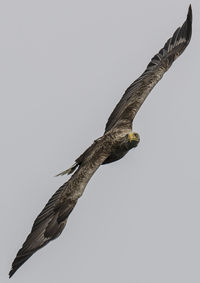 Low angle view of eagle flying against clear sky