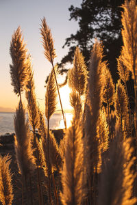 Close-up of plants at beach against sunset