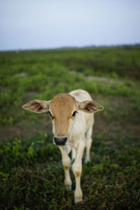 Portrait of goat standing on field