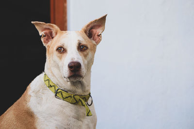 Portrait of dog looking at camera