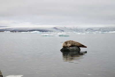 View of turtle in sea against sky