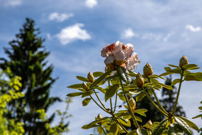 Low angle view of flowering plant against sky