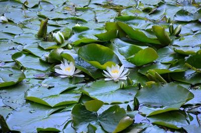 Leaves floating on water