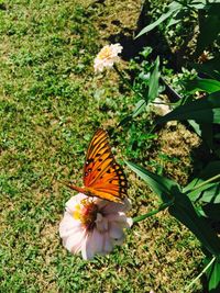 High angle view of butterfly on flower