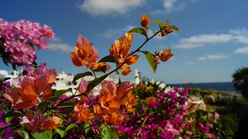 Close-up of bougainvillea flowers blooming outdoors