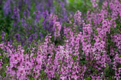 Close-up of purple flowering plants on field