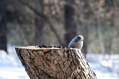 Close-up of bird perching on wooden post