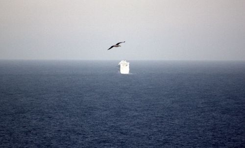 Seagull flying over sea by cruise ship against sky