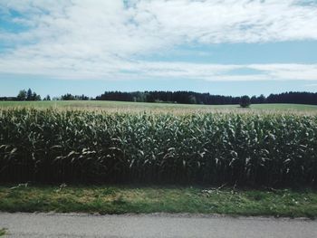 Scenic view of agricultural field against sky