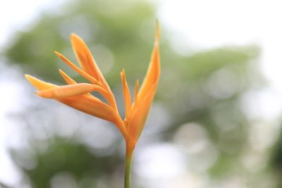 Close-up of orange flower