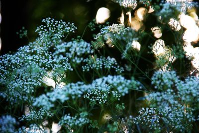 Close-up of white flowering plants on field