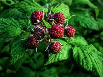 Close-up of blackberries growing on plant