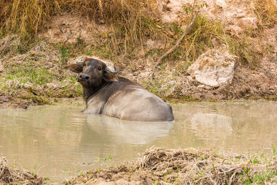 Water buffalo sitting in pond