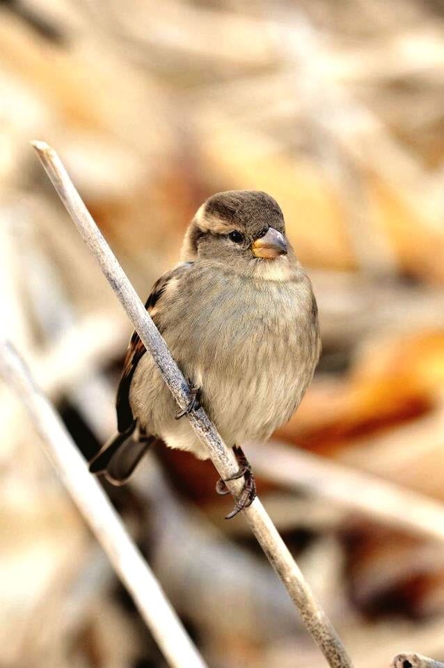 CLOSE-UP OF BIRD PERCHING OUTDOORS