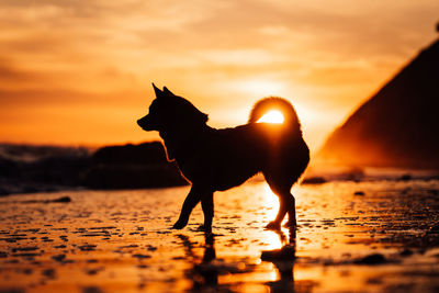 Epic silhouette of chihuahua dog walking the beach during a sunset.