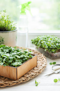 Assortment of micro greens on wooden table. healthy food