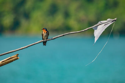 Bird perching on twig