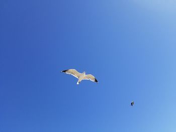Low angle view of birds flying in sky