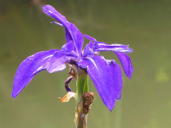 Close-up of purple iris flower