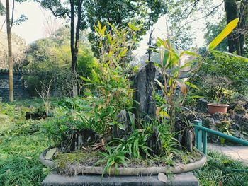 Plants and trees in yard