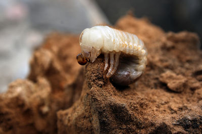 Larva of cockchafer in mud