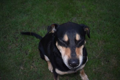 Close-up of dog on field