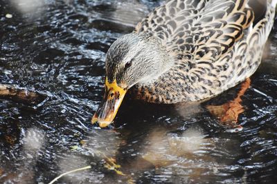 High angle view of duck swimming in lake