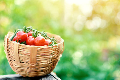 Close-up of cherry tomatoes in basket outdoors