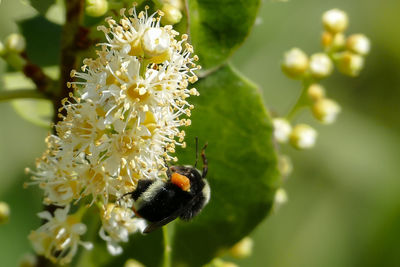 Close-up of bumblebee on white flowers