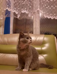 Cat sitting on sofa at home