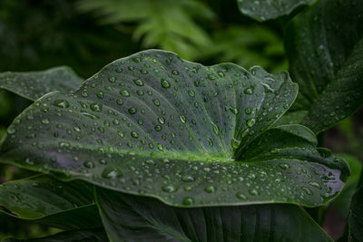 Close-up of water drops on leaf