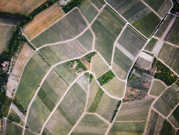 Arial top-down perspective on the paths through vinyards. 